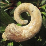 Pictetia sp.