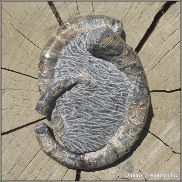 мел, гетероморфные аммониты, Pseudocrioceratites, Cretaceous, heteromorph ammonites