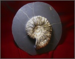 Acanthohoplites multispinatus A n t h u l a (?)