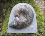 Eogaudryceras sp.