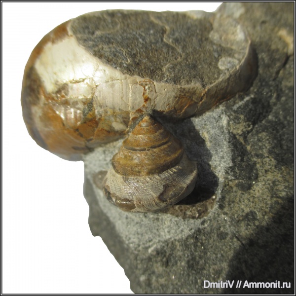гастроподы, мел, палеоарт, Trochoidea, Cretaceous