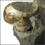 Trochoidea