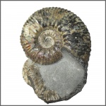 Acanthohoplites sp.