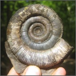 Очередной Macroscaphites