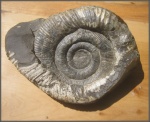 Macroscaphites с залеченным прижизненным повреждением