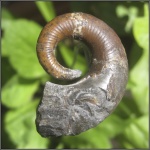 Pictetia sp.