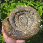 Macroscaphites