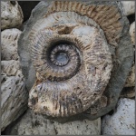 Ammonitoceras