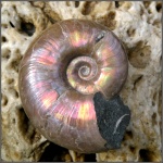 Аммонит из сем. Desmoceratidae