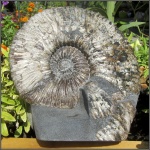 Acanthohoplites