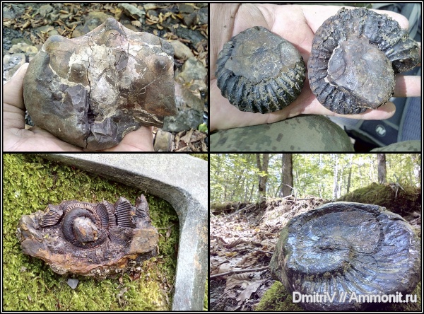 аммониты, мел, гетероморфные аммониты, Epicheloniceras, Macroscaphites, Pseudoancyloceras