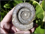Macroscaphites