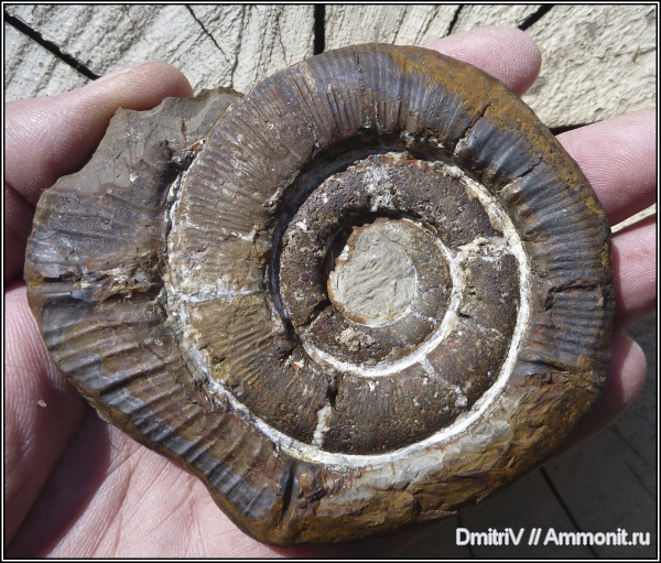 аммониты, мел, Macroscaphites