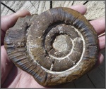 Необычный Macroscaphites