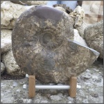 Parahoplites