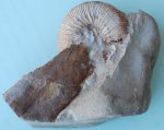 Kepplerites