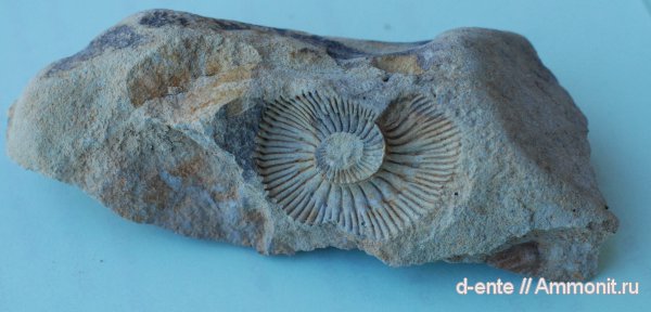 Kepplerites