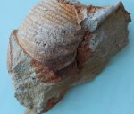 Лопастные линии аммонита Лопастные линии аммонита