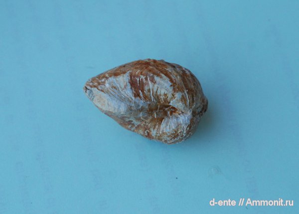 Pholadomya
