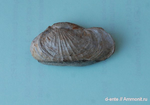Pholadomya