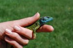 Lacerta viridis на местах выхода юрских отложений