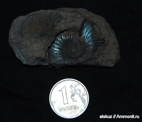 Amoeboceras