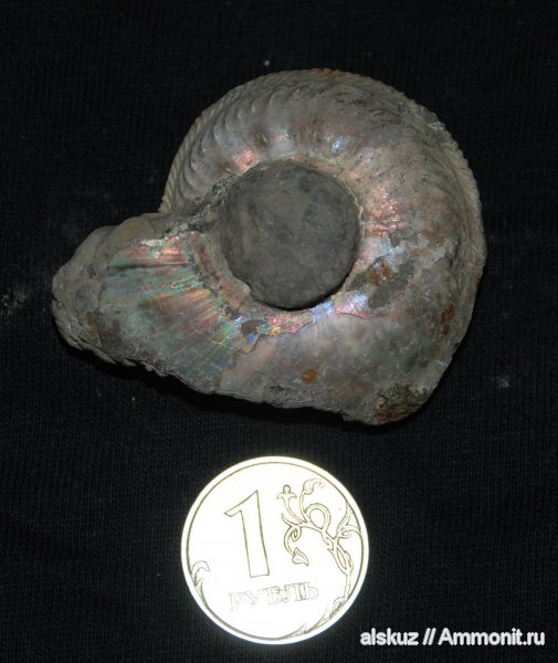Cardioceras