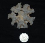 губка Plocoscyphia sp