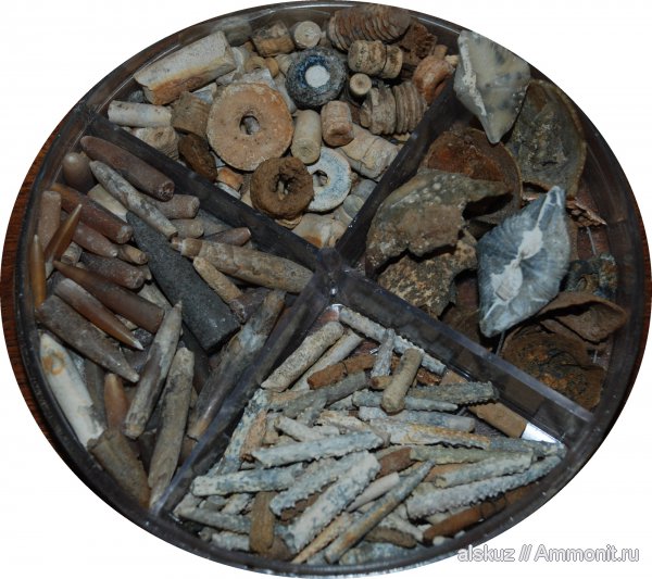 белемниты, брахиоподы, иглы морских ежей, членики морских лилий, belemnites