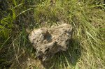 коралл ждет погрузки