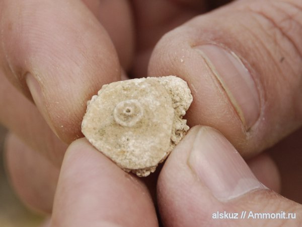 морские ежи, Archaeocidaris, Archaeocidaris rossica