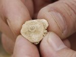 пластинка из панциря морского ежа Archaeocidaris rossica