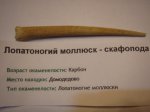 Лопатоногий Молюск