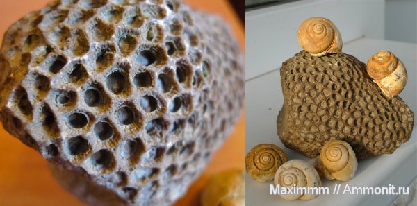 кораллы, брюхоногие моллюски, Крым, Hexagonaria, Айя мыс, Scleractinia