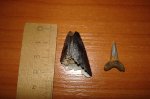 Зуб акулы  Carcharocles, рядом Jakelotodus