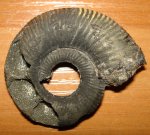 Аммонит Binatisphinctes