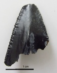Зуб Carcharocles