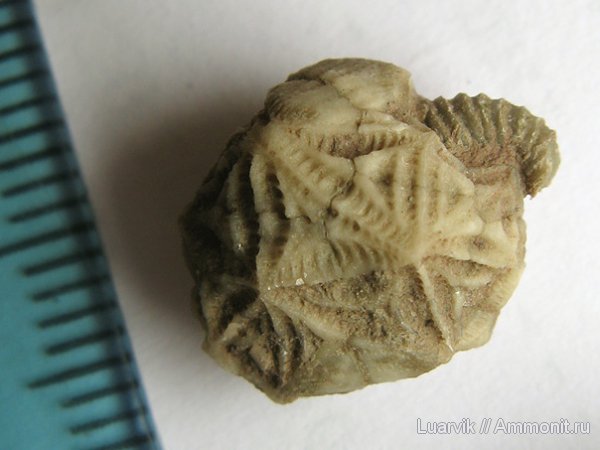 Echinoencrinites, Cystoidea, Rhombifera