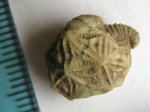 Echinoencrinites angulosus Pander, 1830 Echinoencrinites angulosus Pander, 1830