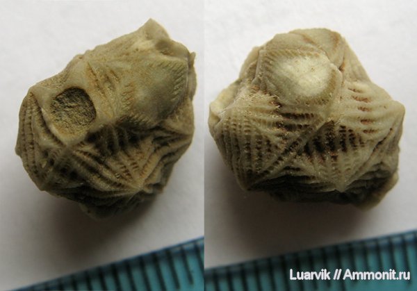 Echinoencrinites, Cystoidea, Rhombifera