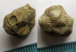 Echinoencrinites angulosus Pander, 1830 Echinoencrinites angulosus Pander, 1830