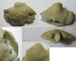 Корневая часть морской лилии Корневая часть морской лилии