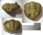 Asaphus lepidurus Asaphus lepidurus
