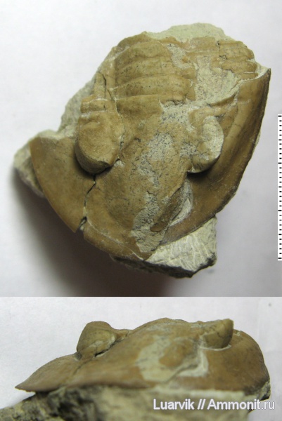 Pseudoasaphidae