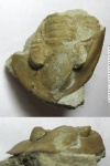 Pseudoasaphidae