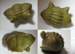 Asaphus kotlukovi Asaphus kotlukovi