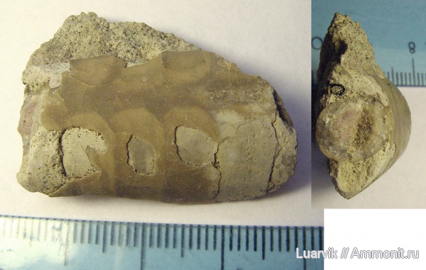 Endoceras, Ordovician