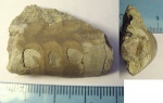 Endoceras sp. Endoceras sp.