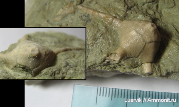 Hoplocrinus, Hybocrinida, Crinoidea