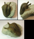 Asaphus intermedius